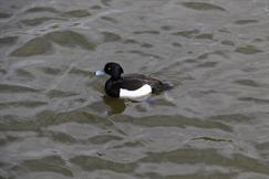 Scaup