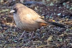 Albers Towhee