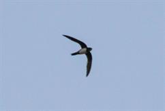 Alpine Swift