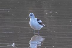 American Avocet