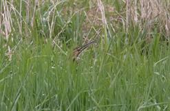 American Bittern