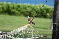 American Kestral