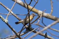 American Redstart