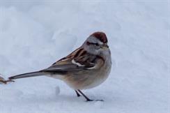 American Tree Sparrow