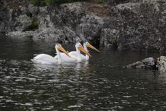 American White Pelican