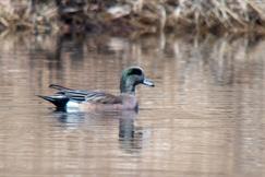 American Wigeon