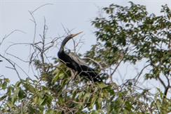 Anhinga