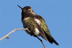 Annas Hummingbird