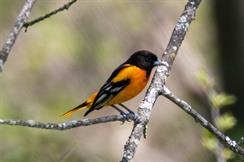 Baltimore Oriole