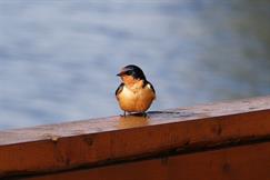 Barn Swallow