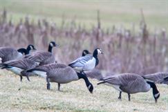 Barnacle Goose