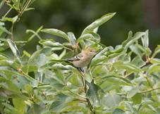 Bay-Breasted Warbler