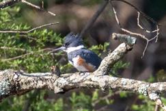 Belted Kingfisher