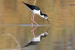 Black Necked Stilt