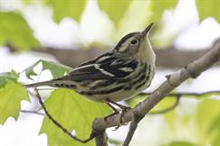 Black and White Warbler