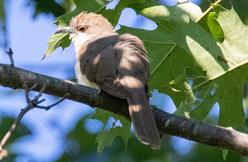 Black-Billed Cuckoo