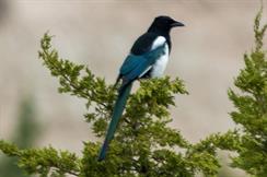 Black-Billed Magpie