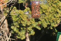 Black-Capped Chickadee