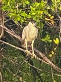 Black-Crowned Night Heron