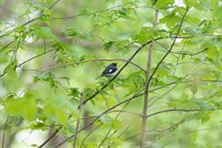 Black-Throated Blue Warbler