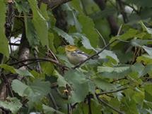 Black-Throated Green Warbler