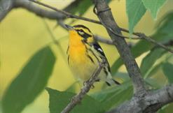 Blackburnian Warbler