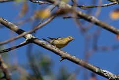 Blackpoll Warbler