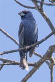 Blue Grosbeak