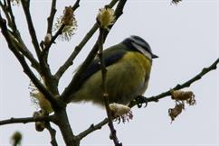 Blue Tit