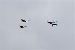 Blue and Yellow Macaw