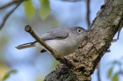 Blue-Grey Gnatcatcher