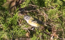 Blue-Headed Vireo