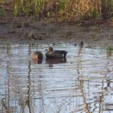 Blue-Winged Teal