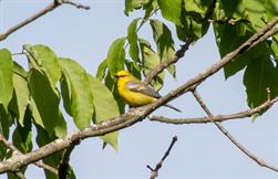 Blue-Winged Warbler