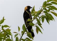 Bobolink