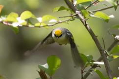 Brewsters Warbler