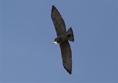 Broad Winged Hawk