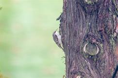 Brown Creeper