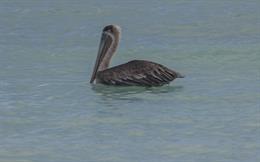 Brown Pelican