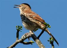 Brown Thrasher