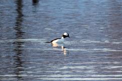 Bufflehead