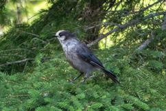 Canada Jay