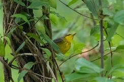 Canada Warbler