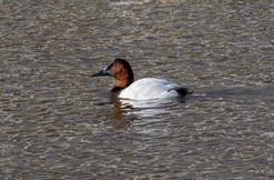 Canvasback