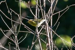 Cape May Warbler