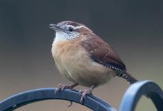 Carolina Wren