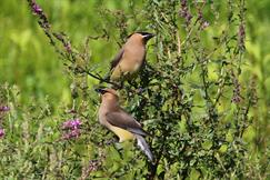 Cedar Waxwings