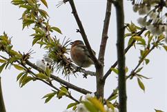 Chaffinch