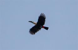 Channel-Billed Toucan