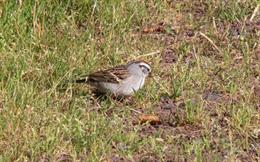 Chipping Sparrow